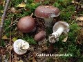 Cortinarius praestans-amf678-2